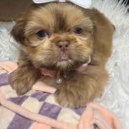 Diva - Liver female Shih Tzu puppy in Seattle, Washington from Shih Tzu’s  ‘N’ Love