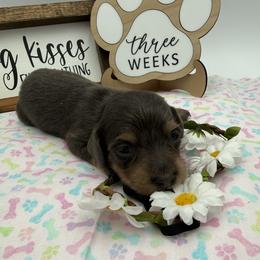 Charlotte - Blue and tan female Dachshund puppy in Waseca, Minnesota from Dragonfly Doxies