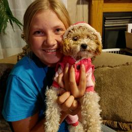 Poodle All Grown Up from Crimson Ridge Poodles