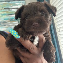 Female 1 - Liver female Miniature Schnauzer puppy in Pearland, Texas from K & S Schnauzers