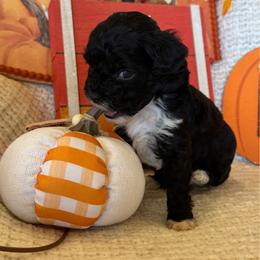 Cardamom - Black male Poodle puppy in Caldwell, Idaho from Leila Pearson