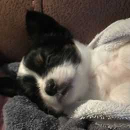 Papillon All Grown Up from Sandy's Pap's