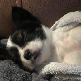 Papillon All Grown Up from Sandy's Pap's