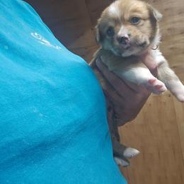 Orange Boy - White and red male Pembroke Welsh Corgi puppy in Keysville, Virginia from CL&L Corgi's