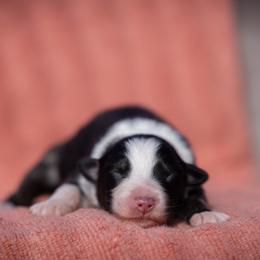 Eerie - Black tri-color male Australian Shepherd puppy in Weatherford, Texas from Ridgestar Aussies