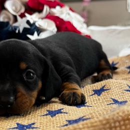 Emaline - Black and tan female Dachshund puppy in Glen Saint Mary, Florida from 🍯 Honey Pot Dachshunds 🐾