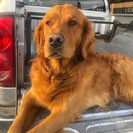 PIPPN - Golden Retriever