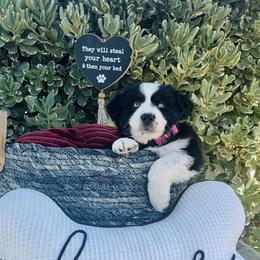 Miniature Australian Shepherd Puppies from DLT MiniAussie