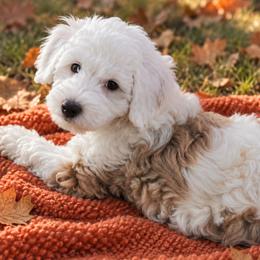 Sawyer - Apricot male Aussiedoodle puppy in Byron, Georgia from Southern Olive Doodles 🫒