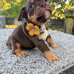 Tawny - Brown brindle female Olde English Bulldogge puppy in Camdenton, Missouri from Mule Pool Olde English Bulldogges