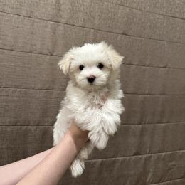 Bucky - White and tan male Maltese puppy in Amarillo, Texas from A Town Maltese