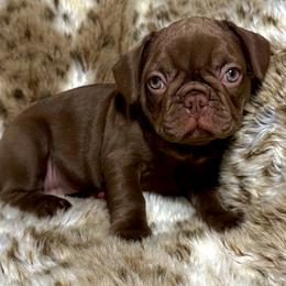 French Bulldog Puppies from The French Bulldog Company LLC