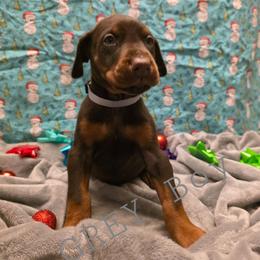 Grey - Red and rust male Doberman Pinscher puppy in Knox, Indiana from Double River Dobermans