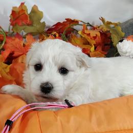 Coton de Tulear puppies from Legacy Pets