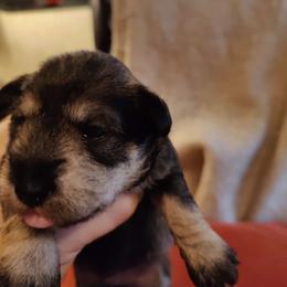Girl 2 - Black and silver Miniature Schnauzer puppy in Blackville, South Carolina from KS Kennels