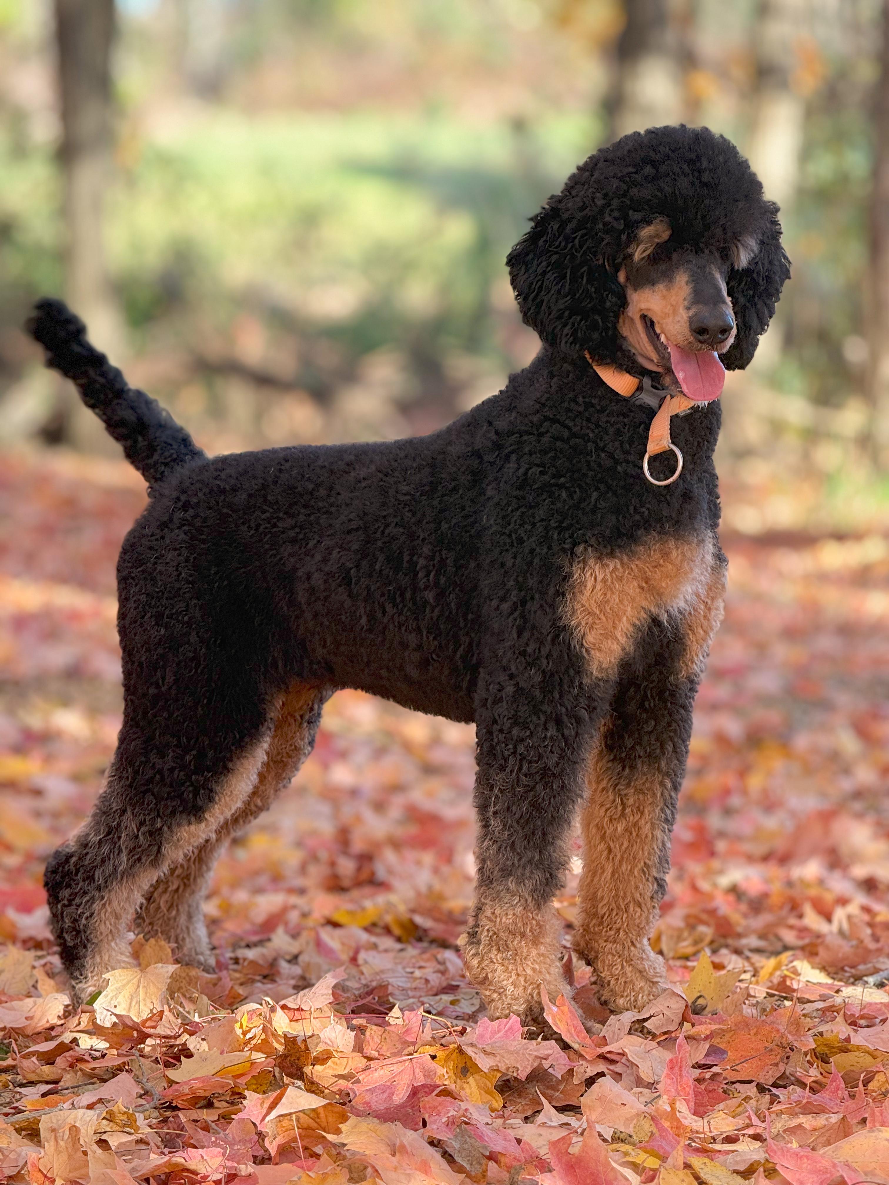 Cedar Ridge Standard Poodles in Ohio | Poodle puppies | Good Dog