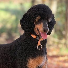 Poodles from Cedar Ridge Standard Poodles