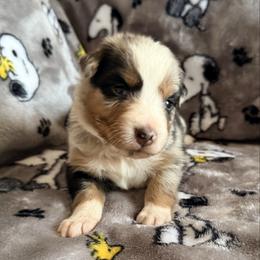 Alice - Blue merle female Australian Shepherd puppy in Atkinson, Illinois from Diamond Ridge Aussies