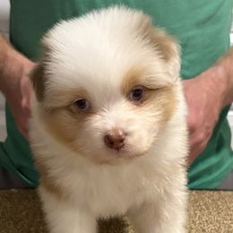 RMF - Red merle female Australian Shepherd puppy in Greenville, South Carolina from Elusive Australian Shepherds