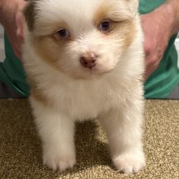 RMF - Red merle female Australian Shepherd puppy in Greenville, South Carolina from Elusive Australian Shepherds