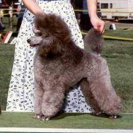 Poodles from Kamann Poodles