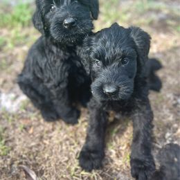 Foxface - Black female Giant Schnauzer puppy in Lithia, Florida from Elegy Kennels