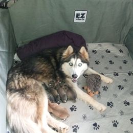 Siberian Husky Puppies from Blue Moon Siberian Husky Haven