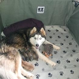 Siberian Husky Puppies from Blue Moon Siberian Husky Haven