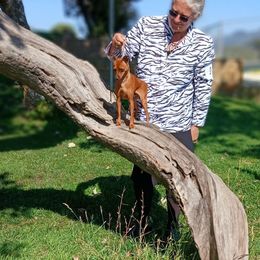 Aikman - Miniature Pinscher