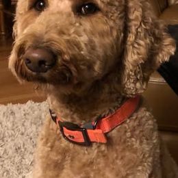 Coco - Poodle