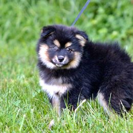 Pomeranian and Pomsky Puppies from Husky Hill Kennel
