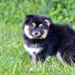 Pomeranian and Pomsky Puppies from Husky Hill Kennel