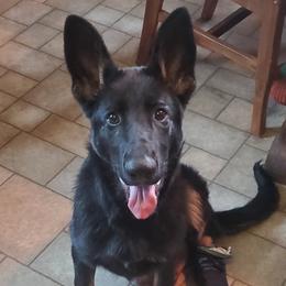 German Shepherd Puppies from Casamoko German Shepherds