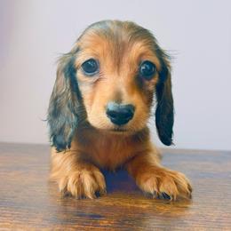 Wrenley 3200 - Red female Dachshund puppy in Sylvania, Alabama from Yancey’s Doxies