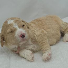Benny - pink - Cream male Goldendoodle puppy in Phoenix, Arizona from Kerri's Goldendoodles