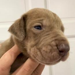 Mr. Mckee - Silver male Great Dane puppy in Florida from Beachside Kennels