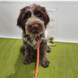Wirehaired Pointing Griffon Puppies from Double Barrel Griffons