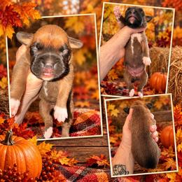Female - Fawn female Boxer puppy in Evington, Virginia from Buffalo Creek Boxers
