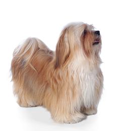 Tippy - Havanese