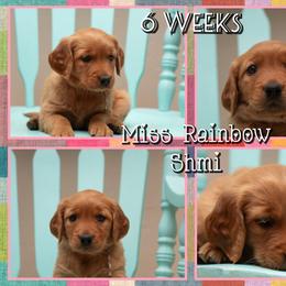 Shmi - Dark golden female Golden Retriever puppy in Driggs, Idaho from SK Golden Retrievers