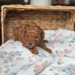 Sassy - Red  female Poodle puppy in Tampa, Florida from The Sweet Life of a Toy Poodle