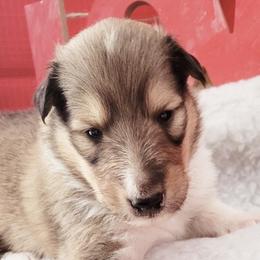 Collies from Champagne Meadow Farm