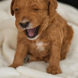 Goldendoodle Puppies from Yankee Doodles