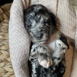 Cockapoo and Goldendoodle Puppies from Jax Doodles