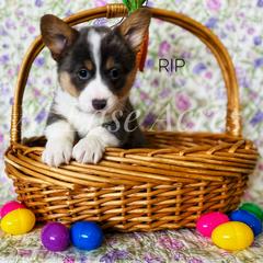 American Corgi and Pembroke Welsh Corgi Puppies from At Ease Acres