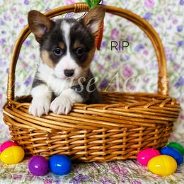 American Corgi and Pembroke Welsh Corgi Puppies from At Ease Acres