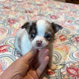 Stuart - White male Chihuahua puppy in Seneca, Missouri from Stephanie’s Puppy Colony
