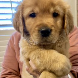 Golden Retriever Puppies from Rainy Day Goldens