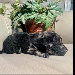 Lyric - Merle female Goldendoodle puppy in Lake City, Florida from Dream Hollow Farm