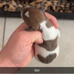 Girl 3 - Piebald female Dachshund puppy in Elfrida, Arizona from Brooke Brumley